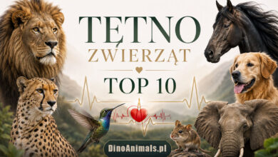 Tętno zwierząt by DinoAnimals.pl