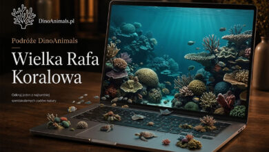 Wielka Rafa Koralowa - Podróże DinoAnimals
