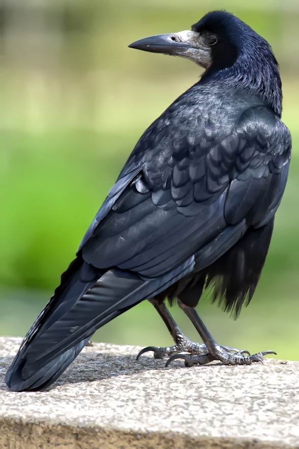 Gawron, gapa (Corvus frugilegus)