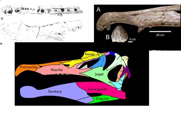 Lewy górny róg to BMNH R 16421 a prawy MSNM V4047 można je sobie zmierzyć w programie ze skalą i porównać z jakąś rekonstrukcją czaszki spinozaura, wyjdzie, że należą do osobników tych samych rozmiarów.