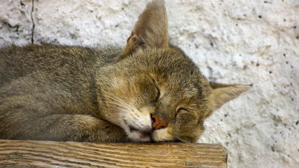 Kot błotny, chaus, kot bagienny, kot trzcinowy (Felis chaus)