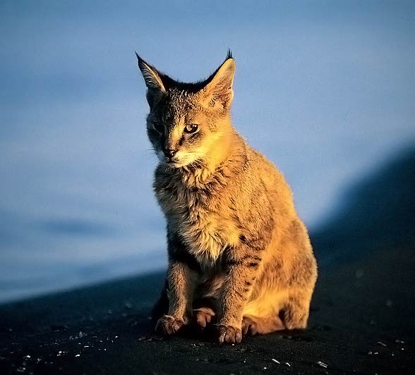 Kot błotny, chaus, kot bagienny, kot trzcinowy (Felis chaus)