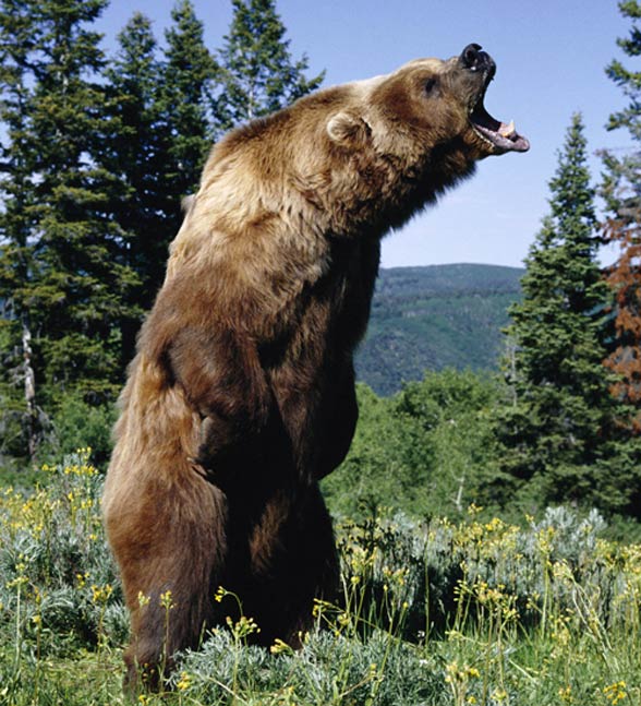 Niedźwiedź kodiacki, kodiak (Ursus arctos middendorffi)