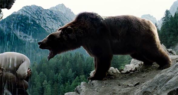 Niedźwiedź kodiacki, kodiak (Ursus arctos middendorffi)