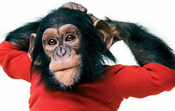 Projekt Nim, Nim Chimpsky