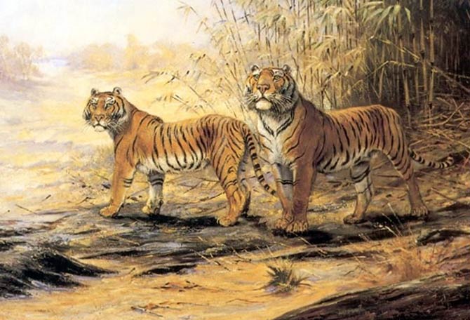 Tygrysy z Chowgarh