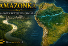 Rzeka Amazonka (Rio Amazonas, Amazon River)