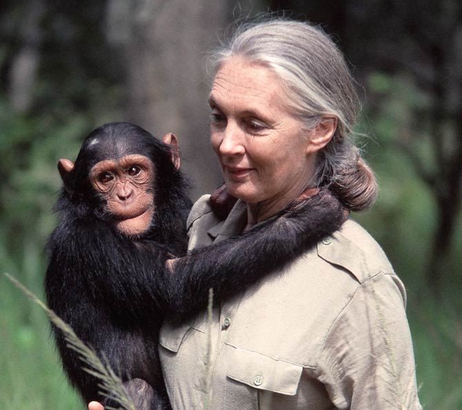 All 95+ Images Jane Goodall Pictures With Chimps Completed
