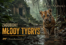 Zagubiony młody tygrys
