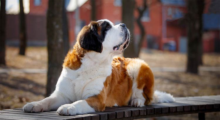 Duże rasy psów - bernardyn