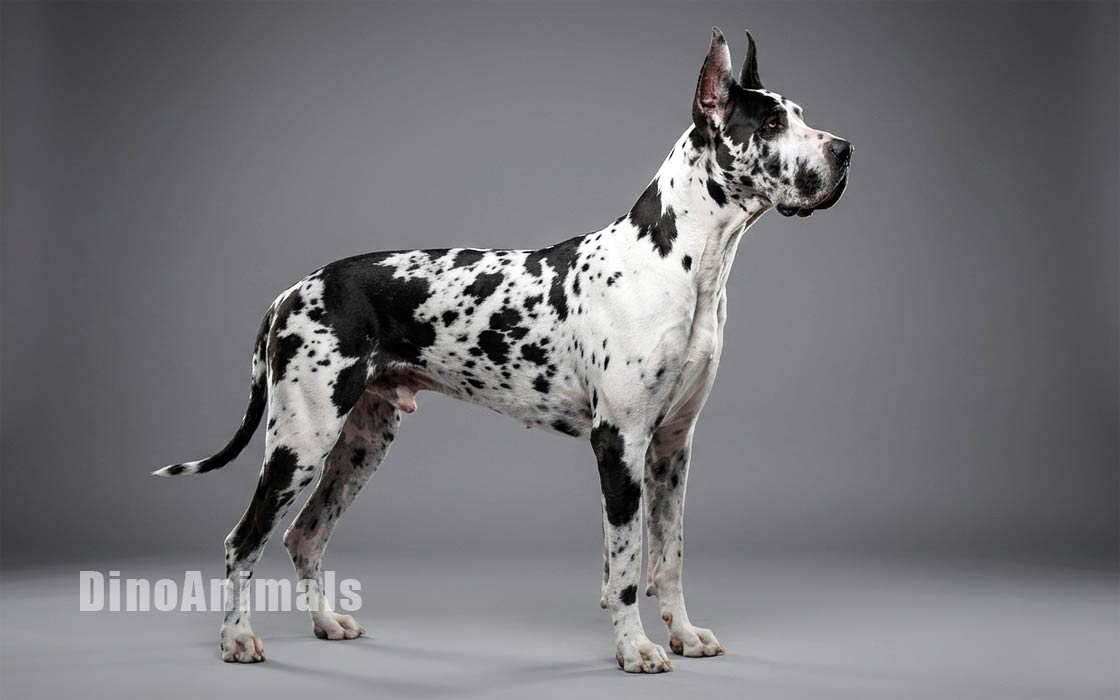 Dlaczego psy dużych ras częściej mają problemy ze stawami?