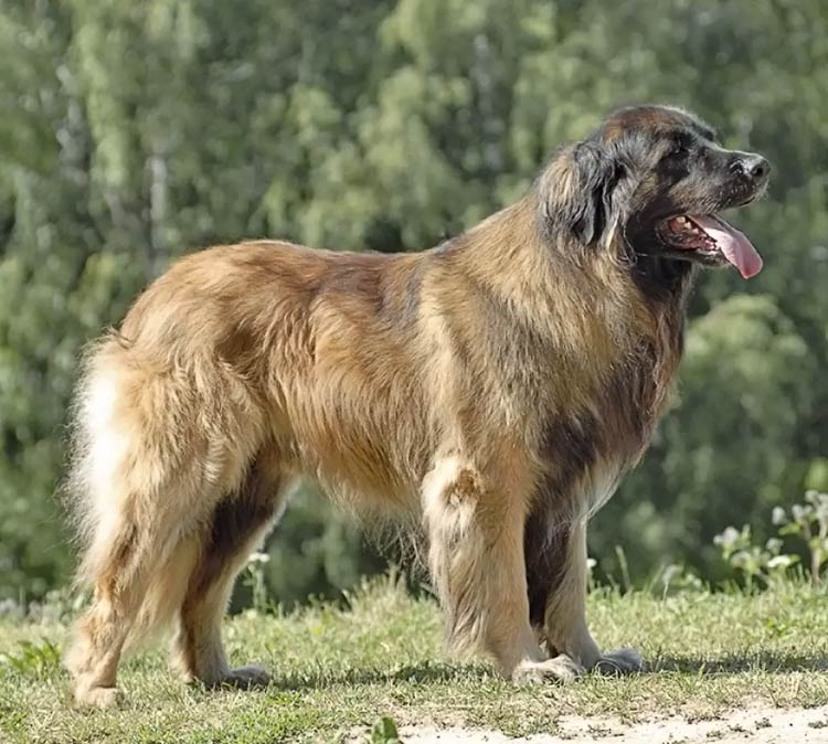Duże rasy psów - leonberger