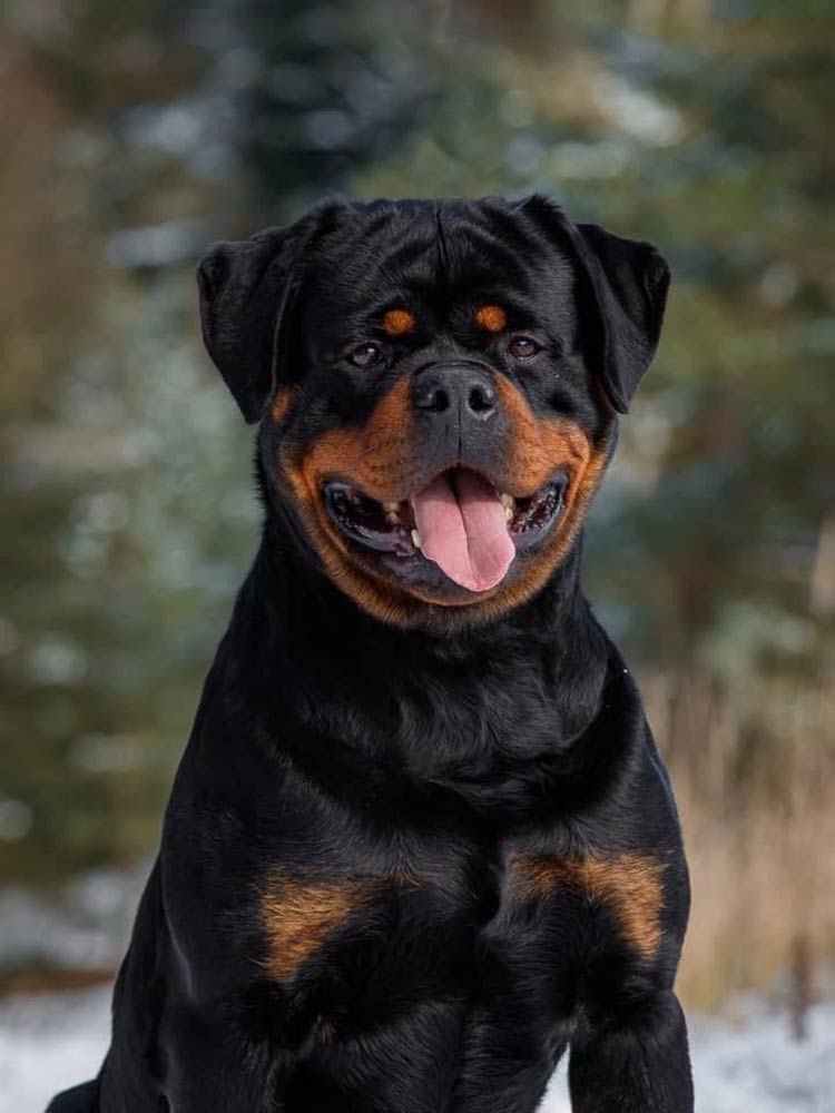 Duże rasy psów - rottweiler.