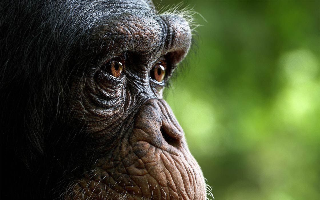 Nieprzewidywalne reakcje zwierząt