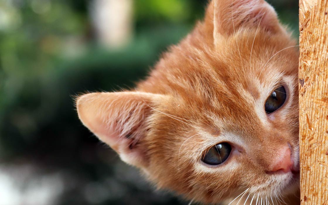 Koty i dzieci – wzajemne relacje