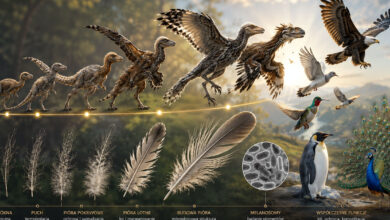 Ewolucja piór by DinoAnimals.pl