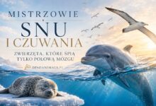 Mistrzowie snu i czuwania