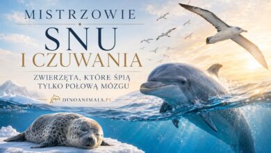 Mistrzowie snu i czuwania
