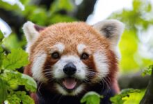 Pandka ruda