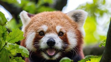 Pandka ruda