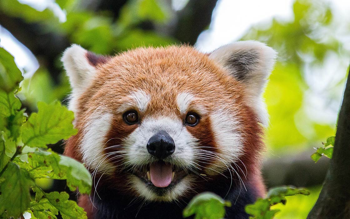 Pandka ruda
