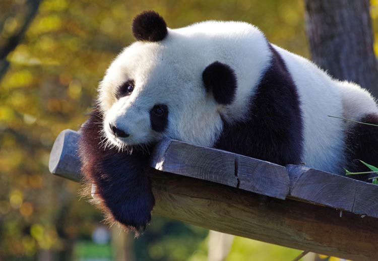 Panda wielka