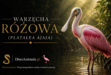 Warzęcha różowa (Platalea ajaja)