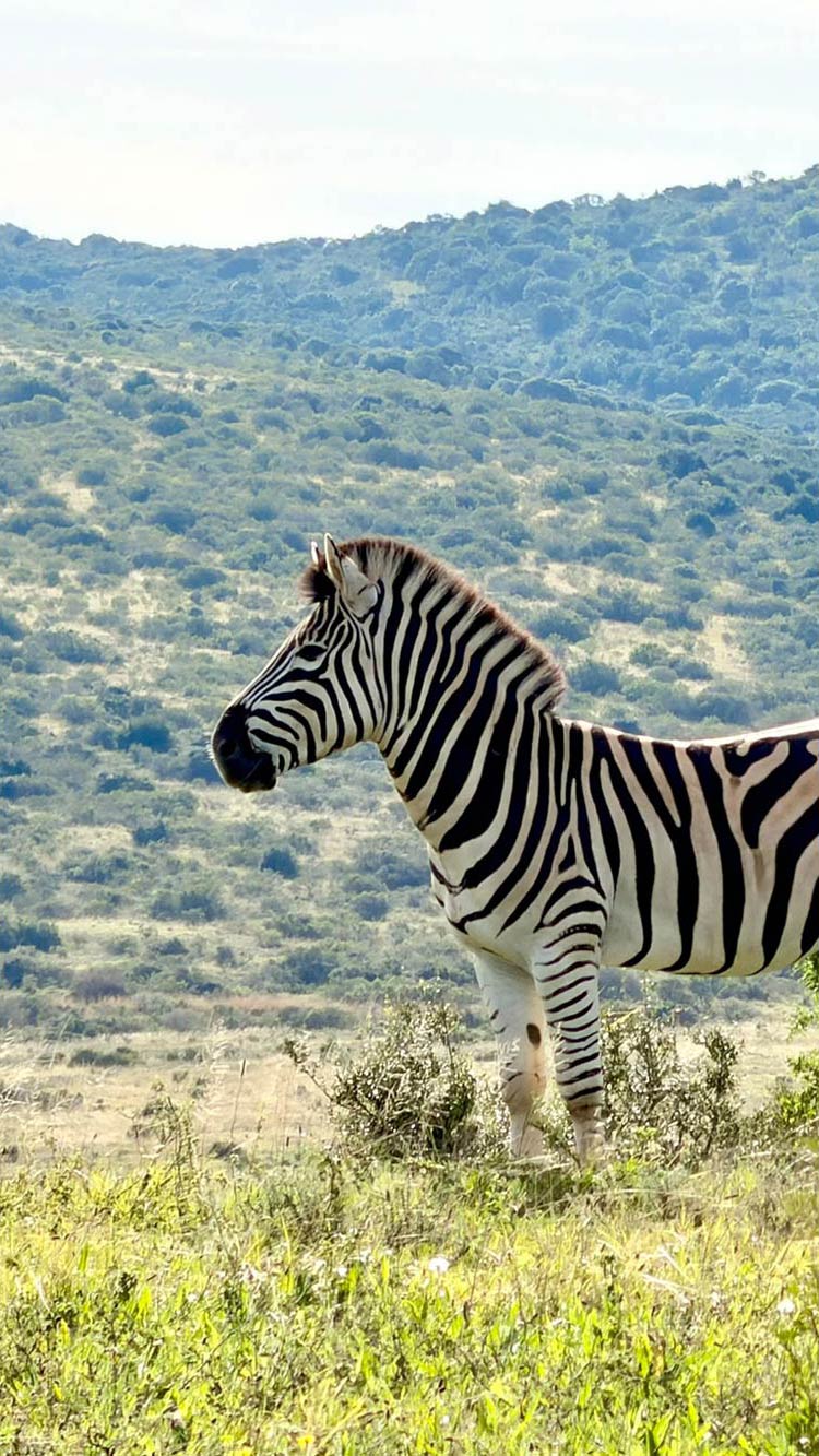 Zebra